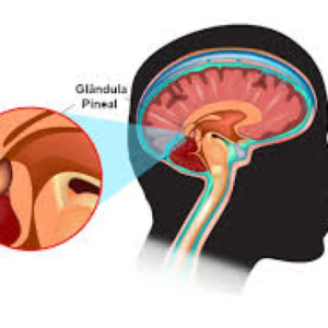 Descalcificação e Detox da Glândula Pineal 🧠